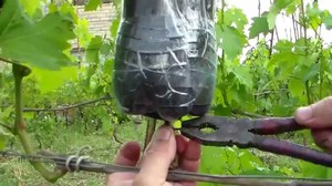 Размножение винограда