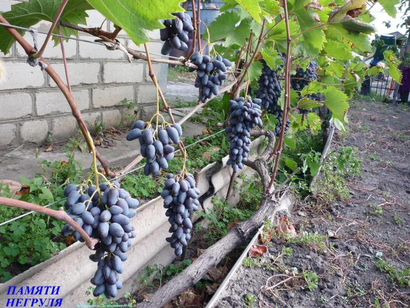 Сорт Памяти негруля Памяти Негруля