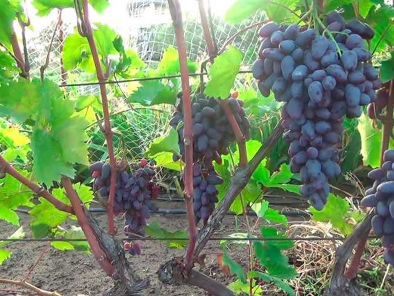 Созревший виноград Созревание винограда