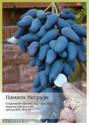 Размер созревшего плода