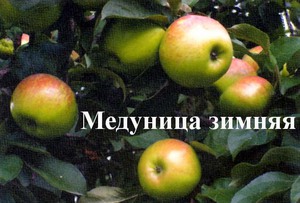 Яблоня Медуница