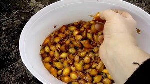 Посадка лука Стурон