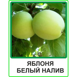 Как правильно ухаживать за яблоней