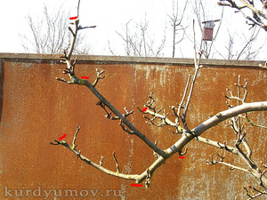 Обрезанная  ветка груши