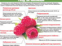 Правильный уход за малиной