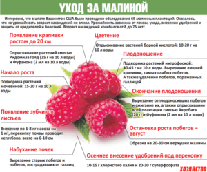 Правильный уход за малиной