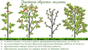Как и когда обрезать малину