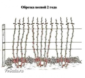 Как подкормить малину