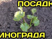 Черенки винограда