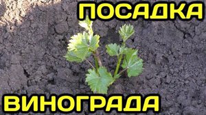 Черенки винограда