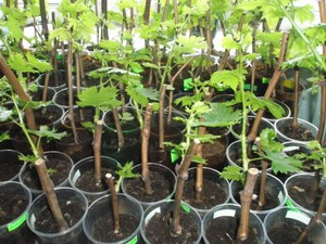 Виноград Рута череночки