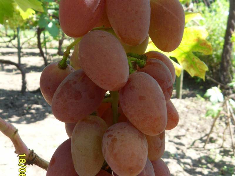 Виноград сорт рута описание изображение Виноград сорт рута (описание сорта)