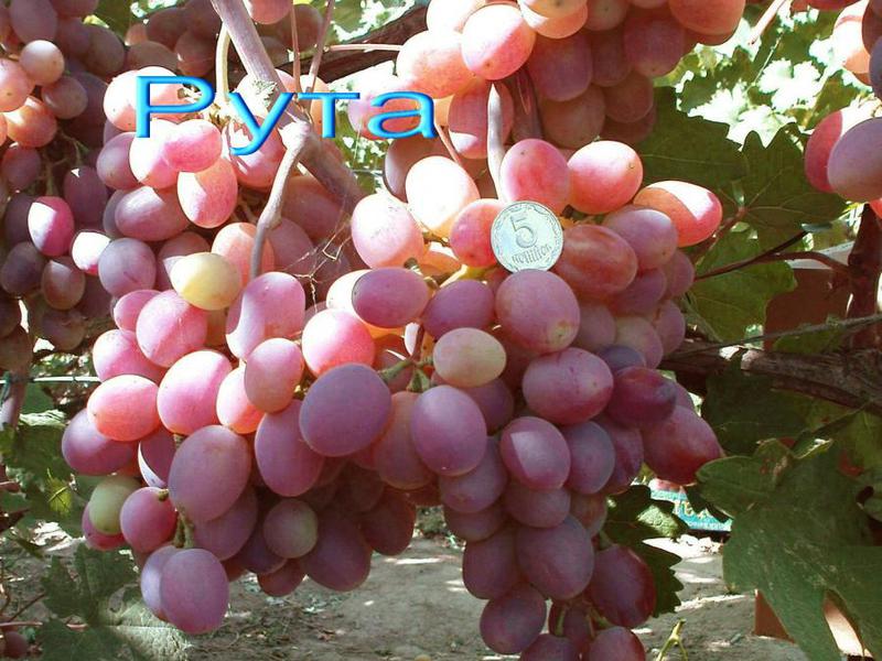 Крупный виноград Рута изображение Мощный виноград Рута фото
