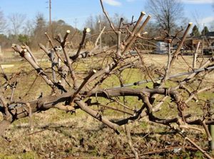 Правильная обрезка винограда