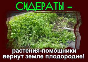 Белая горчица – однолетник, выращивается из семян как сидерат