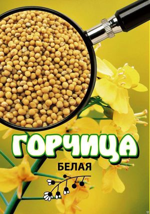 Белая горчица на участке в качестве сидерата