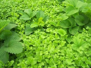Горчица – лучшее удобрение 