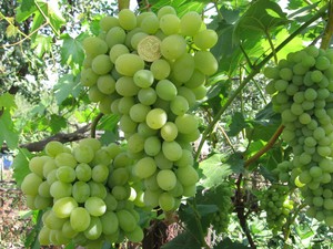 Плюсы выращивания сорта