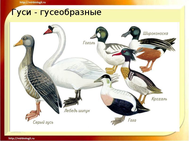 Разведение гусей дома Птицеводство гусей