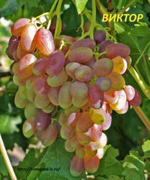 Сколько весит кисть винограда