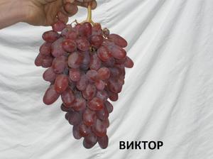 Достоинства сорта виктор