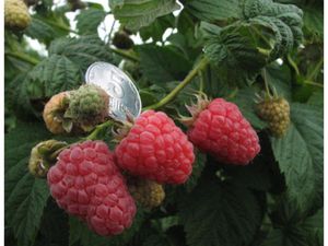 Сорт малины для посадки 