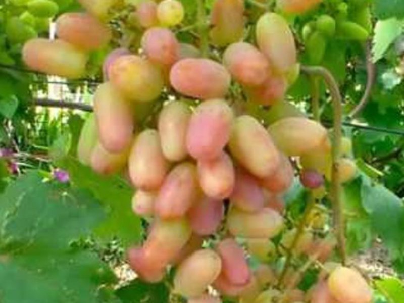 Особенность сорта винограда В чем особенность сорта
