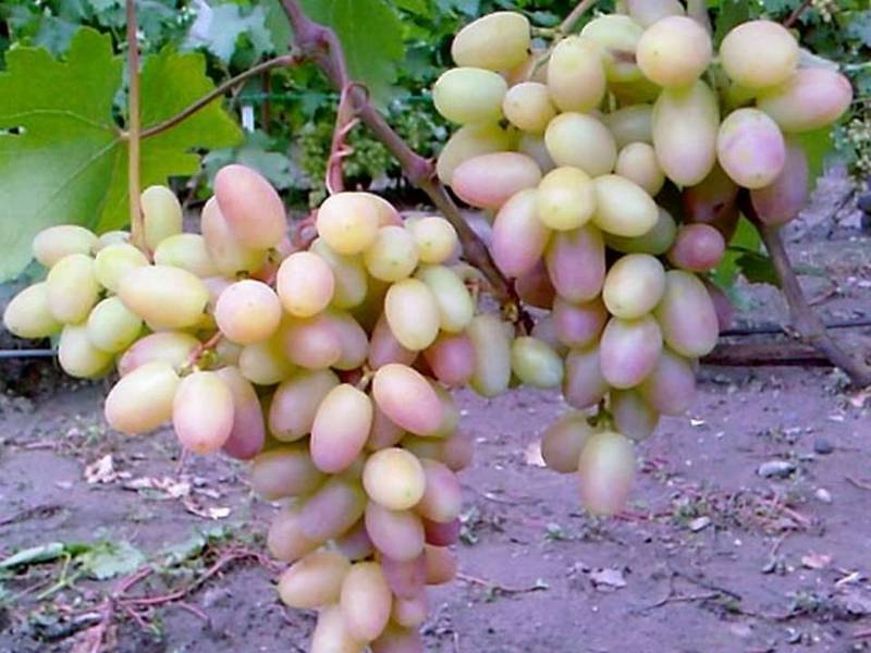 Характеристика сорта Как вырастить сорт винограда