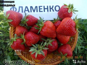Как подкормить клубнику