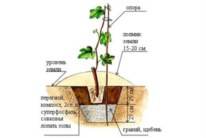 Как вырастить виноград
