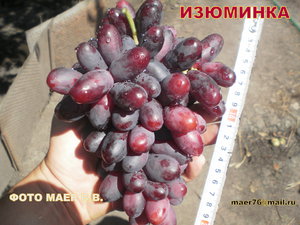 Как выглядит сорт изюминка
