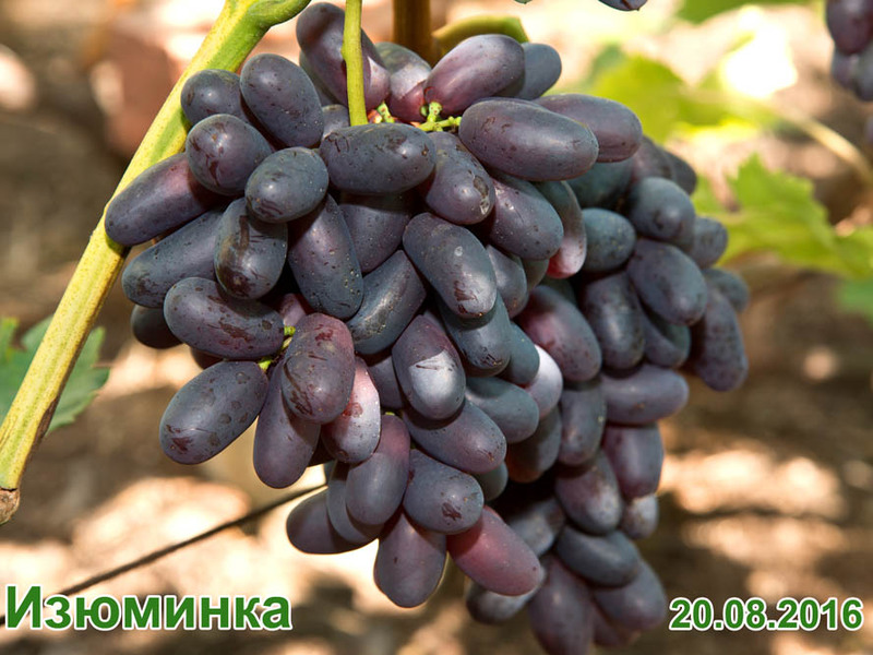 Сорт винограда изюминка Сорт винограда