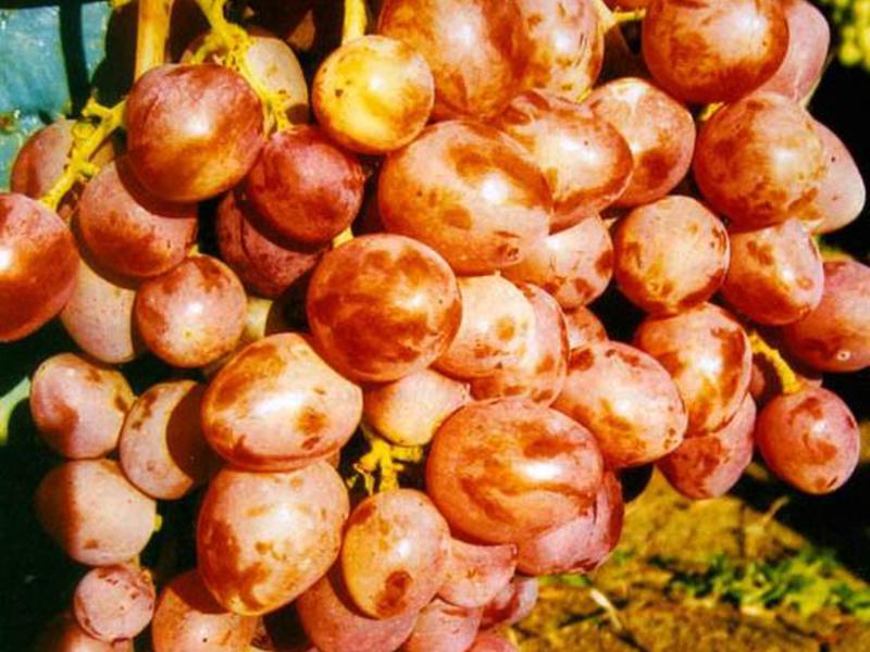 Как вырастить изюминку Какой на вкус виноград