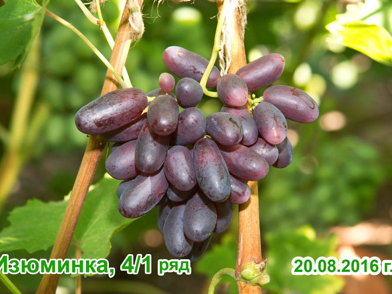 Как вырастить изюминку Особый сорт винограда