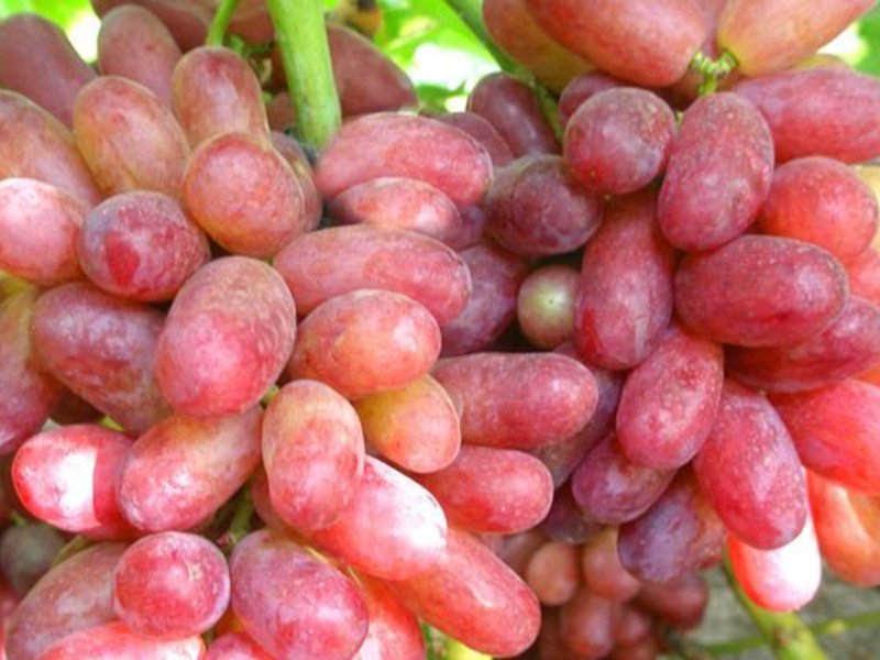 Особенность посадки изюминка Вкусовые качества сорта
