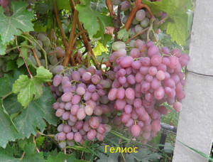 Сор гелиос