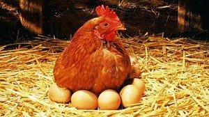 Показания к кормлению кур