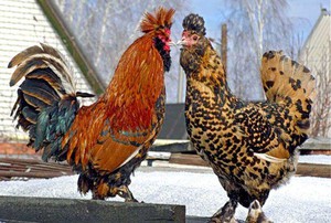 Содержание павловских кур