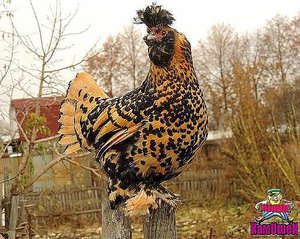 Окра опереня павловских кур