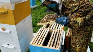 Разведение пчел