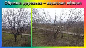 Обрезка  весной -яблони
