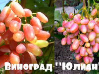 Столовый сладкий виноград