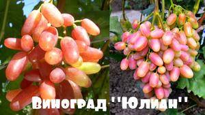 Столовый сладкий виноград