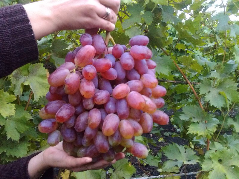 Виноград Юли Описание сорта винограда