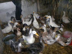 Породы уток бройлеров