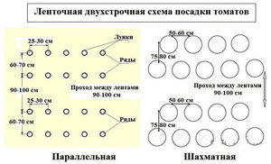 Схема посадки томатов в теплице