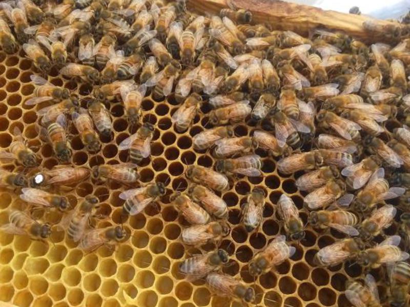 Какие есть виды пчел Уход за пчелами