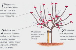 Схемы обрезки
