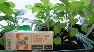 Как использовать удобрения для растений