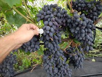 Особенность сорта